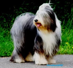 Rasstandard Bearded Collie