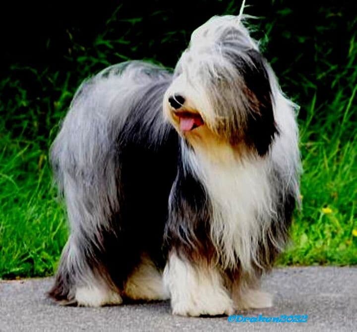 Rasstandard Bearded Collie