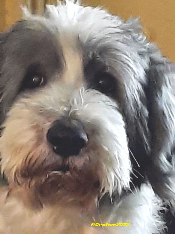 At äga en Bearded Collie